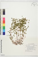 藏品(能高金絲桃)的圖片
