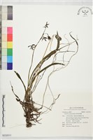 藏品(尾唇根節蘭)的圖片