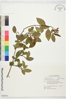 藏品(長筒莢迷)的圖片