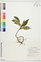 藏品(玉山紫金牛)的圖片