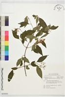 藏品(玉山糯米樹、狹葉糯米樹)的圖片