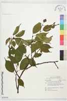 藏品(阿里山櫻花)的圖片