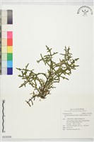 藏品(山芫荽)的圖片