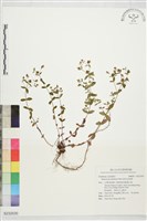 藏品(能高金絲桃)的圖片