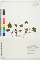 藏品(臺灣嗩吶草)的圖片