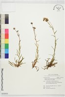 藏品(福山氏飛蓬)的圖片