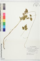 藏品(繡球藤)的圖片