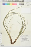 藏品(長柱薹)的圖片