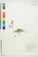 藏品(星果佛甲草)的圖片