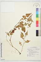 藏品(玉山蓼、散血丹、鹿蹄草)的圖片