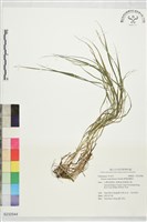 藏品(膜緣披鹼草)的圖片