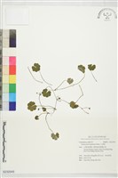 藏品(乞食碗)的圖片