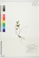 藏品(五葉山芹菜)的圖片