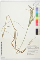 藏品(毛野古草)的圖片