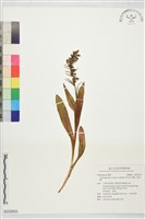 藏品(綠花凹舌蘭、窩舌蘭)的圖片