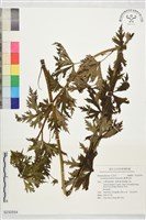 藏品(臺灣烏頭)的圖片