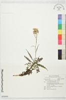 藏品(台東黃菀)的圖片