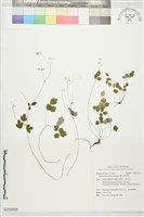 藏品(傅氏唐松草)的圖片