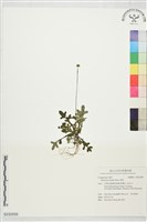 藏品(矮菊)的圖片