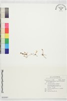 藏品(臺灣水玉杯)的圖片