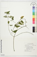 藏品(明萼草)的圖片