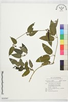 藏品(絨毛芙蓉蘭)的圖片