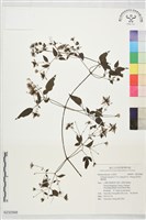 藏品(田村氏鐵線蓮)的圖片