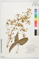 藏品(麥氏鐵線蓮)的圖片