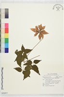 藏品(鐵線蓮'倒影')的圖片