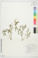 藏品(彎果黃菫)的圖片