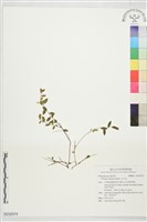 藏品(瓜子金)的圖片