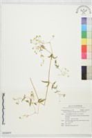 藏品(亞毛無心菜)的圖片