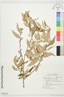 藏品(小葉胡頹子)的圖片