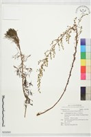 藏品(細葉山艾)的圖片