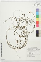 藏品(玉山小米草)的圖片