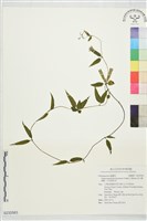 藏品(高山雙蝴蝶、呂宋肺形草)的圖片