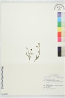 藏品(矮菊)的圖片