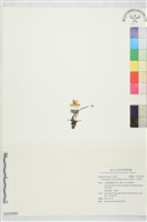 藏品(小白頭翁)的圖片