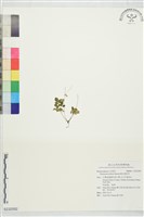 藏品(傅氏唐松草)的圖片