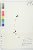 藏品(野薄荷)的圖片
