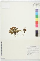 藏品(喜岩堇菜)的圖片