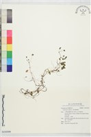 藏品(黃花酢漿草)的圖片