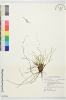 藏品(束草、莎草)的圖片