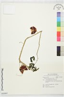 藏品(刺茄、牛茄子)的圖片