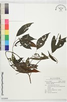 藏品(長葉苧麻、柄果苧麻)的圖片