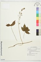 藏品(葎草)的圖片