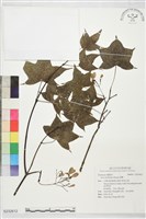 藏品(青楓)的圖片