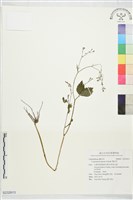 藏品(鴨兒芹)的圖片