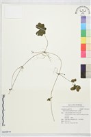 藏品(乞食碗)的圖片