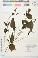 藏品(臺灣土黨參)的圖片
